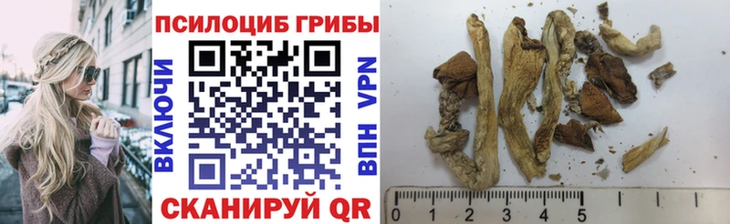 Псилоцибиновые грибы мицелий  даркнет сайт  Лебедянь 